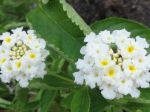 Lantanier blanc (Lantana camara) Lantanier blanc (Lantana camara)