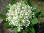 Un bouquet de muguet