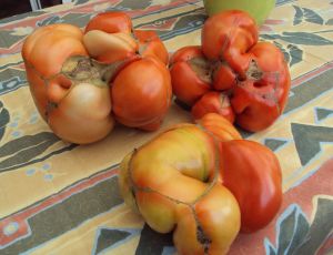 Oh des tomates bizarres !! par CLAUDINE