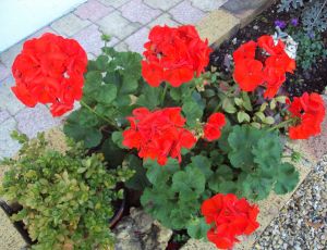 Mon geranium ecarlate par JULES VERNE