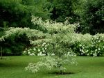 Cornus controversa variegata planté en 2011