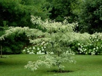 Cornus controversa variegata plant� en 2011