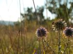 La photo et de moi je suis photographe amatrice. et je peut vous proposer les photos de fleur que je fait.