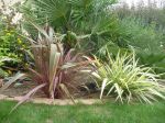 jolies couleurs devant les palmiers