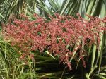 Beaucarnea recurvata du Jardin exotique de Monaco. Les fleurs ne sont pas toujours blanches ou crème