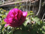 Pivoine aux racines pourpres 