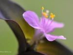Fleur de Mis�re pourpre (Tradescantia pallida)