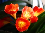 Clivia Miniata