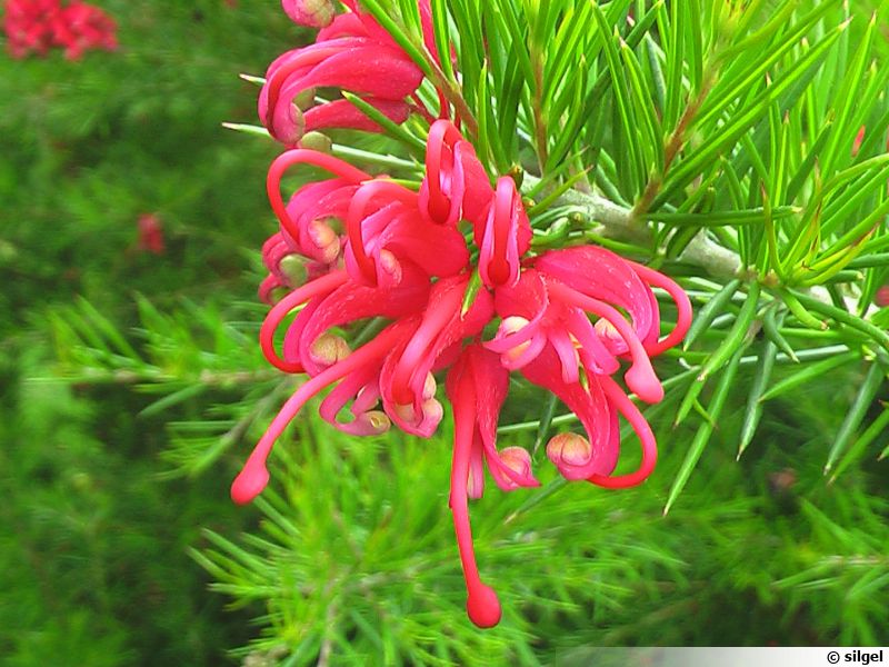 10 Graines De Grevillea à Fleurs Rouges - Plante Bonsaï, Culture Facile - Paquet 4x6 Cm
