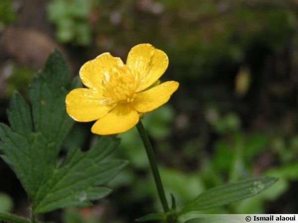 Bouton d'or, Renoncule rampante, Ranunculus repens : planter, cultiver,  multiplier