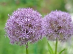 Allium Hollandicum. Photo prise dans le jardin Claude Monet � Giverny.