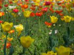 Tulipes et coquelicots. Parc Sempione, Milan, Italie. Tulipes et coquelicots. Parc Sempione, Milan, Italie.
