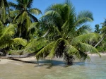 Cocos nucifera � Madagascar