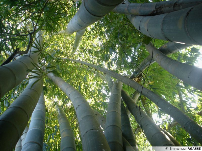 Bambou planter, cultiver, multiplier