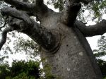Adansonia madagascariensis dans le nord de la grande île Adansonia madagascariensis dans le nord de la grande île