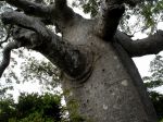 Adansonia madagascariensis dans le nord de la grande �le 