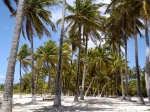 Cocos nucifera aux Antilles