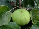 Hura crepitans jeune fruit Hura crepitans jeune fruit