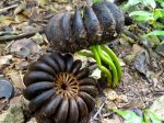Hura crepitans fruit mature et germination Hura crepitans fruit mature et germination