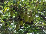 Adansonia digitata fruits