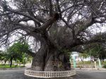 C�l�bre Adansonia digitata � Mahajanga dans l'ouest de Madagascar.