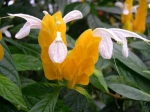 Pachystachys lutea. Jardin botanique, Montr�al, Qu�bec, Canada.