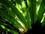 Asplenium nidus feuilles Asplenium nidus feuilles