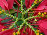 Bractées de Poinsettia en Thailande Bractées de Poinsettia en Thailande