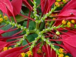Bract�es de Poinsettia en Thailande