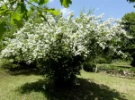 Philadelphus spp. Jasmin des po�tes en Dordogne