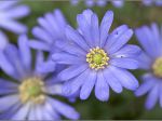 Anémone de Grèce: depuis quelques années une petite touffe apparait fin mars dans mon jardin sans que je sache comment elle est arrivée là... Anémone de Grèce: depuis quelques années une petite touffe apparait fin mars dans mon jardin sans que je sache comment elle est arrivée là...
