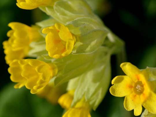 Coucou Primevere Officinale Primula Veris Planter Cultiver Multiplier