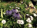 Scille du Pérou a squatté mon jardin pour ma plus grande joie. Scille du Pérou a squatté mon jardin pour ma plus grande joie.