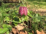 Fritillaire oeuf de vanneau Indre et Loire  Avril 2015