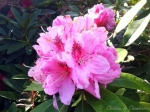Les rhododendrons au Château de Chambiers, un régal pour les yeux
