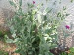 Jeune plant trouvé en nature, repiqué au jardin Jeune plant trouvé en nature, repiqué au jardin