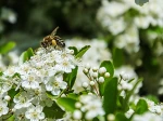 une pollinisatrice au travail dans un pyracantha en fleur