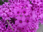 Jolies fleurs d'oxalis