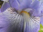 Iris couleur bleu 
