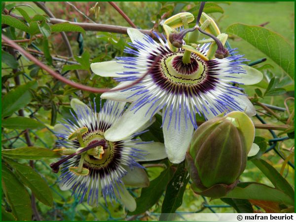 10/80 Graines Passiflore Bleue Passiflora Caerulea Fleur Arbuste Plante Grimpant