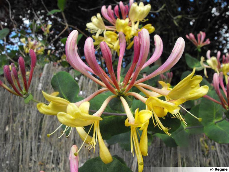 Chevrefeuille grimpant, Lonicera planter, cultiver, multiplier
