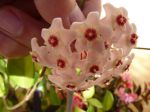 observer au petit matin soleil levant chaque fleur gégére une goutte d'eau en son centre, laquelle goutte scintille au soleil ajoutant de l'eclat et un éclairage original.