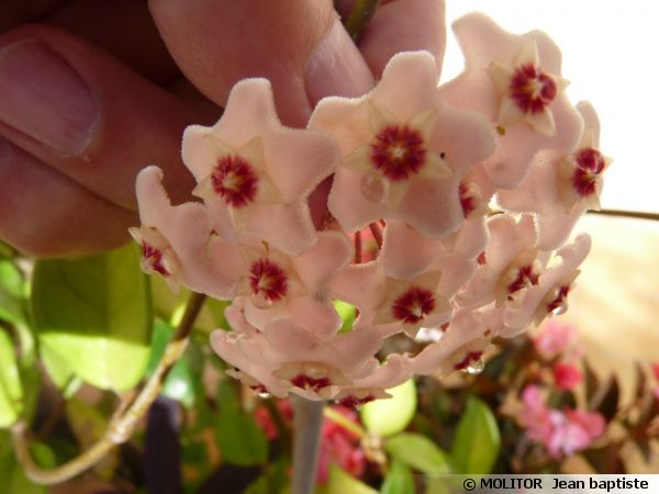 Fleur de cire miniature, Fleur de porcelaine, Hoya bella : planter ...