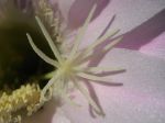gros plan echinopsis oxygona très parfumée gros plan echinopsis oxygona très parfumée