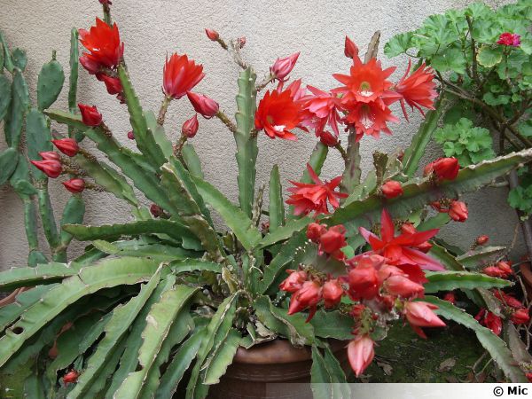EPI 271 Epiphyllum Feuille Cactus epicactus "NO NAME " Jeunes plantes