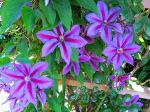 La clématite Wildfire est une grande plante de 2-4 m, sa floraison est riche en fleurs, elle fleurit de mai à octobre pour autant qu'on lui donne de l'eau. Elle aime le soleil matinal et l'ombre à midi. Son entretien est facile pour la beauté qu'elle dégage. La clématite Wildfire est une grande plante de 2-4 m, sa floraison est riche en fleurs, elle fleurit de mai à octobre pour autant qu'on lui donne de l'eau. Elle aime le soleil matinal et l'ombre à midi. Son entretien est facile pour la beauté qu'elle dégage.