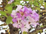 Lilas des Indes ou Lagerose. Des fleurs en grappe rose et blanche