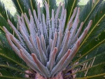  Cycas Revoluta
