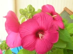 hibiscus de 7 ans