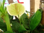 Faux arum (Spathiphyllum) photographi� au Cambodge